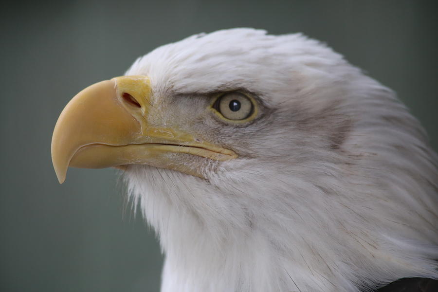 Bald Eagle Profile Photograph by Roy Nunn - Fine Art America