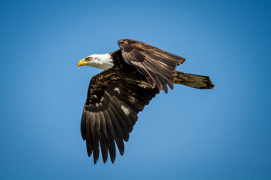 Bals Eagle Proudly Soaring Photograph by Rob Green