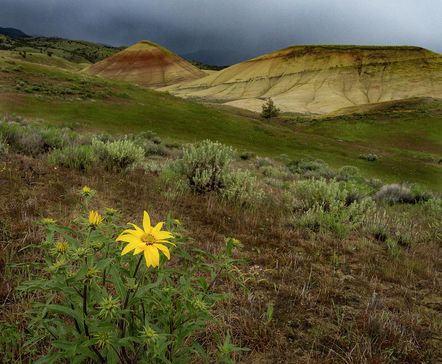 Balsam at Painted Hills Photograph by Jean Noren
