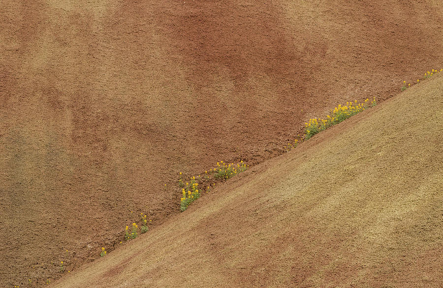 Balsam in Painted HIlls Diagonal Photograph by Jean Noren