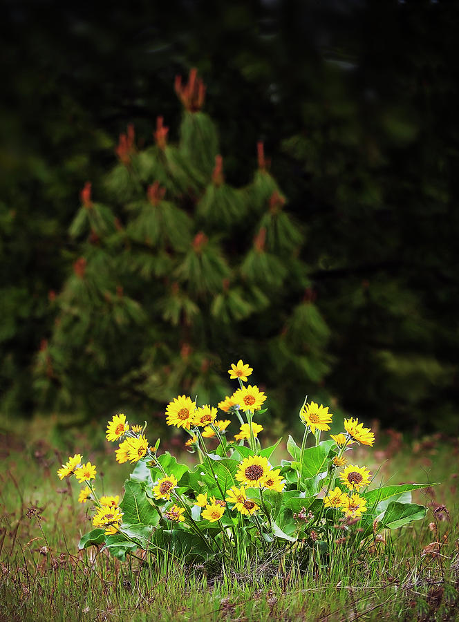 Balsamroot and Evergreen Photograph by John Christopher