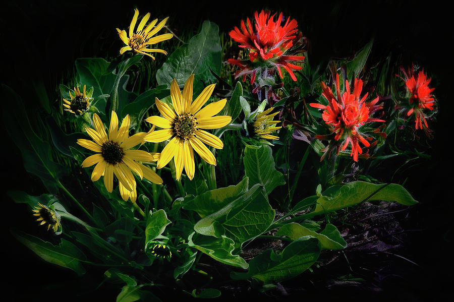 Balsamroot and Paintbrush Photograph by John Christopher
