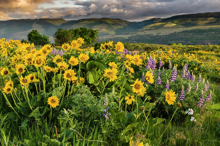 Balsamroot in the Columbia Gorge Photograph by John Trax