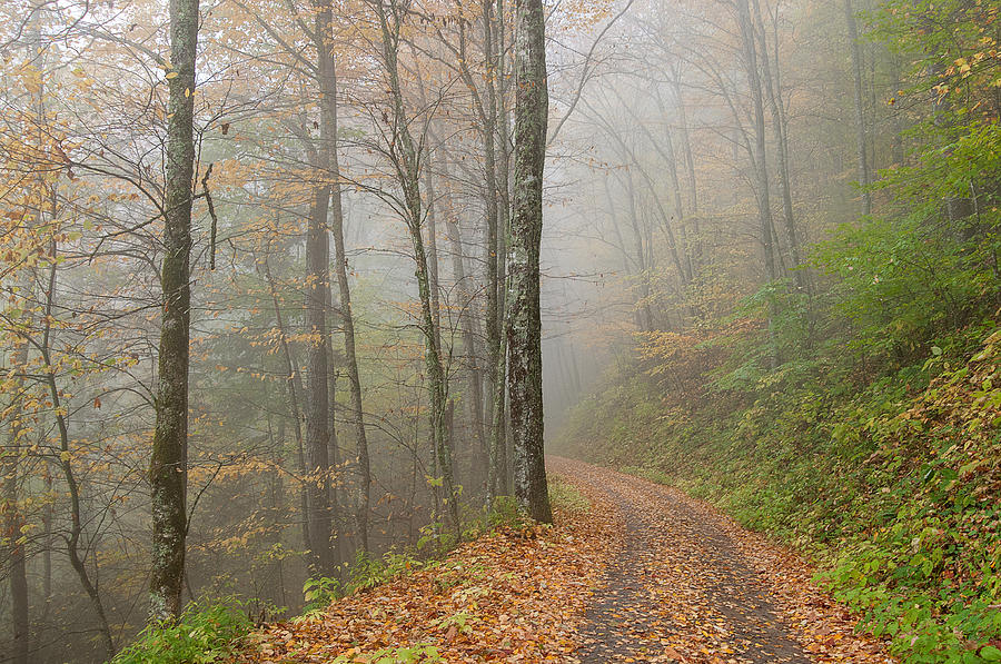 Great Smoky Mountains Photograph - Balsom Rd. by Derek Thornton