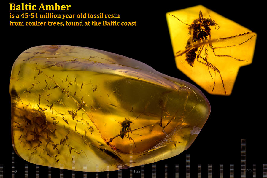 Ancient Mysteries Mosquito Trapped in Amber Photograph by Gregg Ott