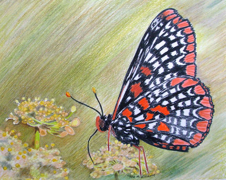 Butterfly Drawing - Baltimore Checkerspot by Linda Williams
