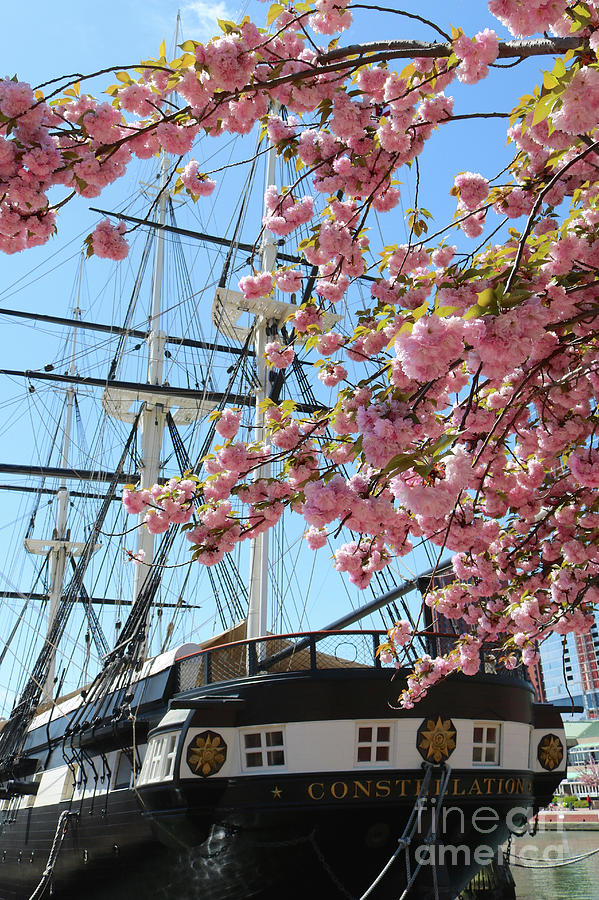 Baltimore USS Constellation with Cherry Blossoms Photograph by Carol Groenen