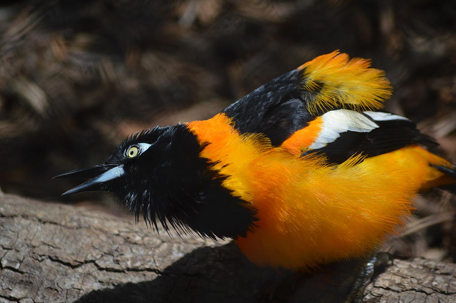Bird Photograph - Baltimore  Oriole 2 by Brad Kennedy
