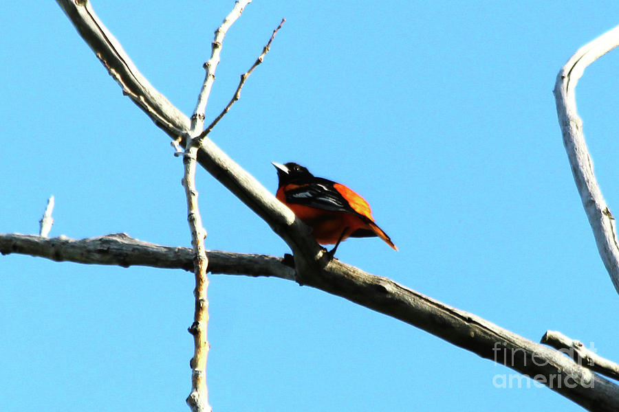 Baltimore Oriole Photograph by Alyce Taylor