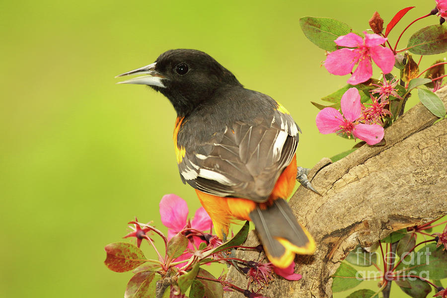 Baltimore Oriole Among Apple Blossoms Photograph by Max Allen