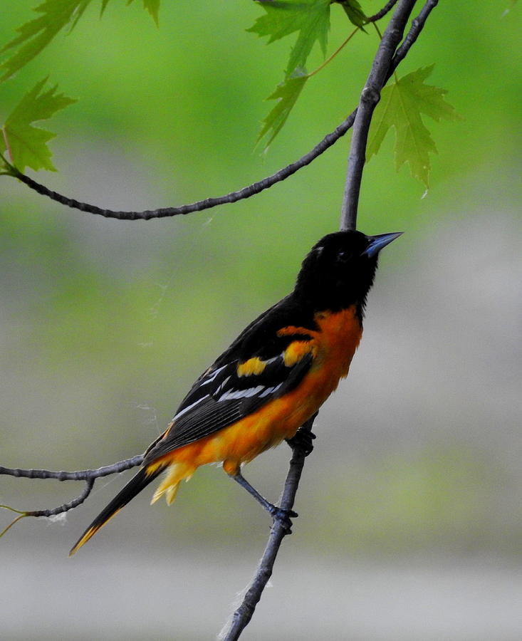 Baltimore Oriole Photograph by Betty-Anne McDonald