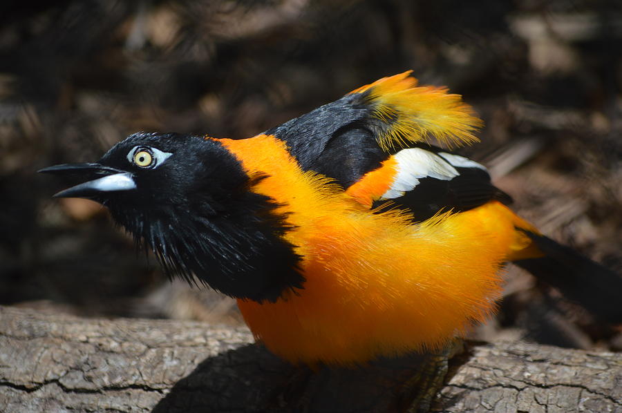 Bird Photograph - Baltimore  Oriole by Brad Kennedy