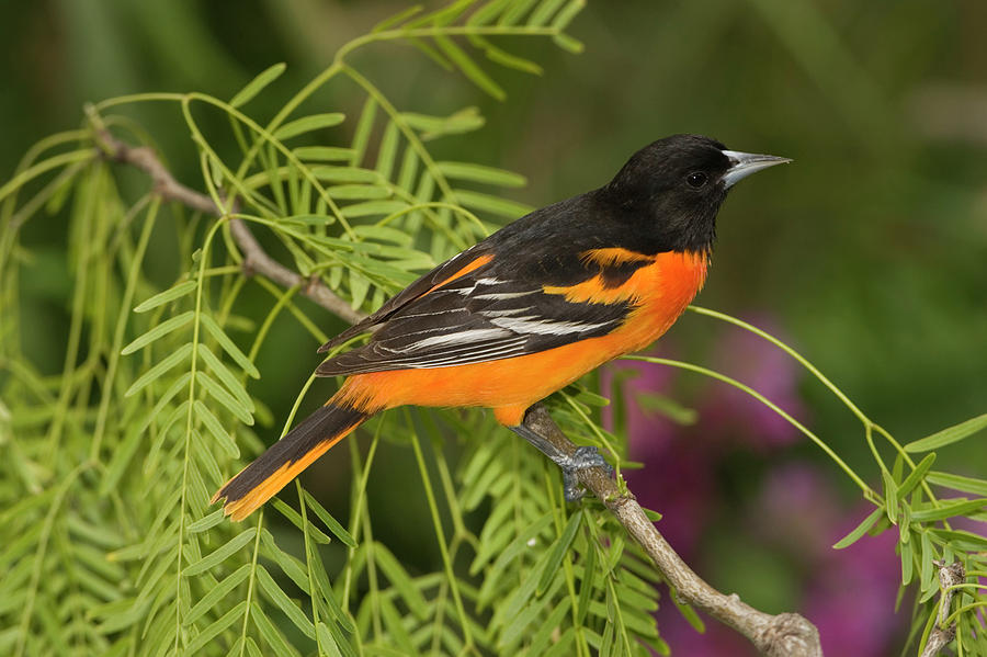 Baltimore Oriole Icterus Galbula Male Photograph by Tom Vezo - Fine Art ...