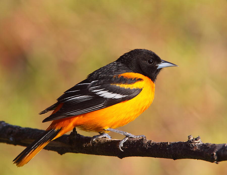 Baltimore Oriole III Photograph by Bruce J Robinson