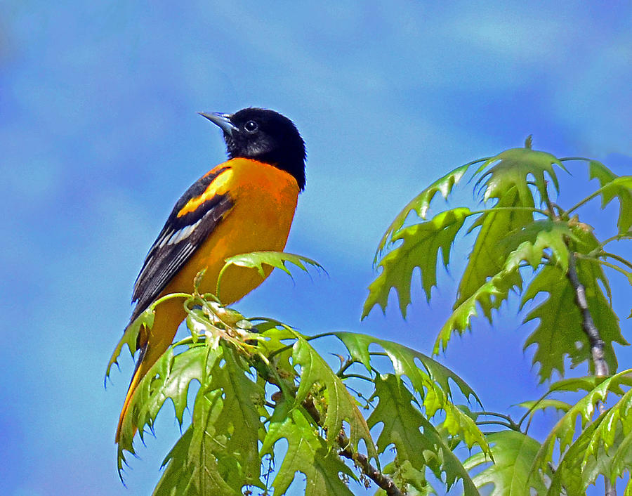 Baltimore Oriole in an Oak Tree Photograph by Rodney Campbell