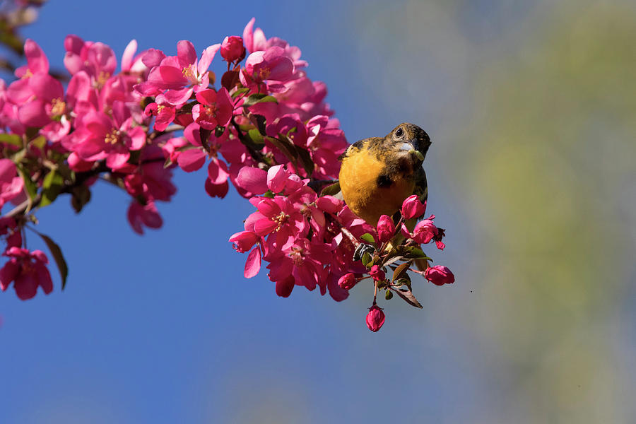 Baltimore Oriole in Blossom Photograph by Mircea Costina Photography
