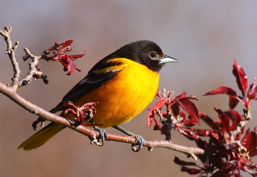 Baltimore Oriole In Crabapple Photograph by Bruce J Robinson