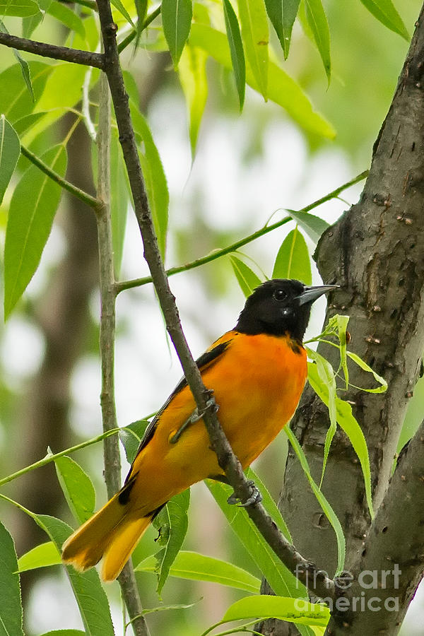 Baltimore Oriole in Minnesota Forest Photograph by Natural Focal Point Photography