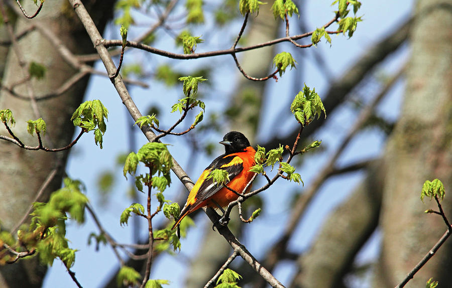 Baltimore Oriole In Spring Maple Tree Photograph by Debbie Oppermann