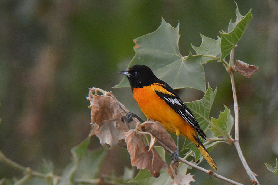 Baltimore Oriole in Sycamore Tree Photograph by Alan Lenk