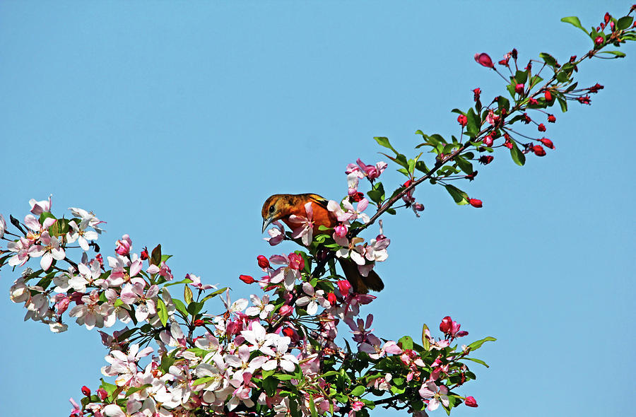 Baltimore Oriole In The Blossoms Photograph by Debbie Oppermann