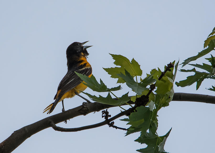 Baltimore Oriole Photograph by Holden The Moment