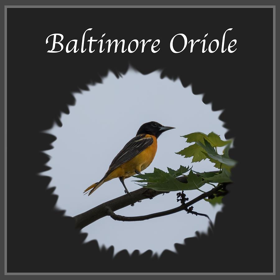 Baltimore Oriole  Photograph by Holden The Moment