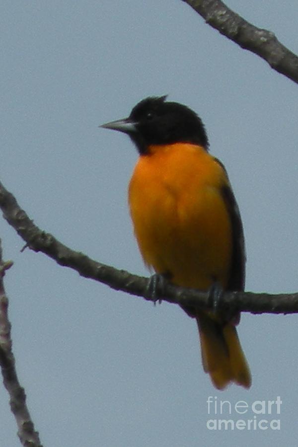 Baltimore Oriole by Joanne Young Baltimore Oriole by Joanne Young