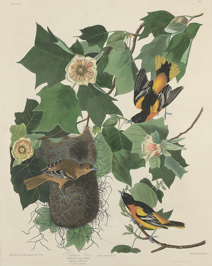 John James Audubon Drawing - Baltimore Oriole by Dreyer Wildlife Print Collections 