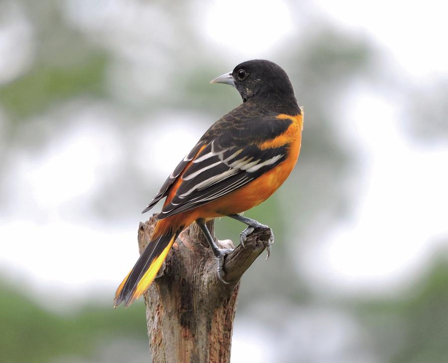 Baltimore Oriole Photograph by Judy Genovese