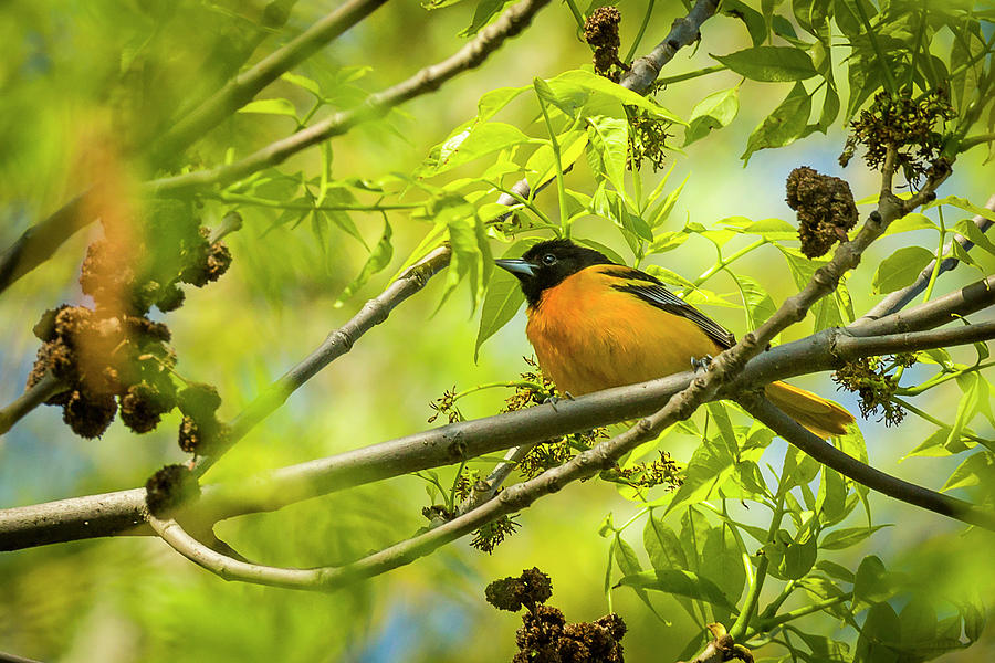 Baltimore Oriole - Magee Marsh, Ohio Photograph by Jack R Perry