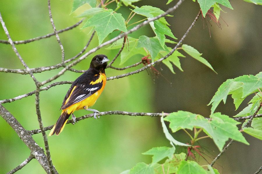 Baltimore Oriole Photograph by Michael Peychich