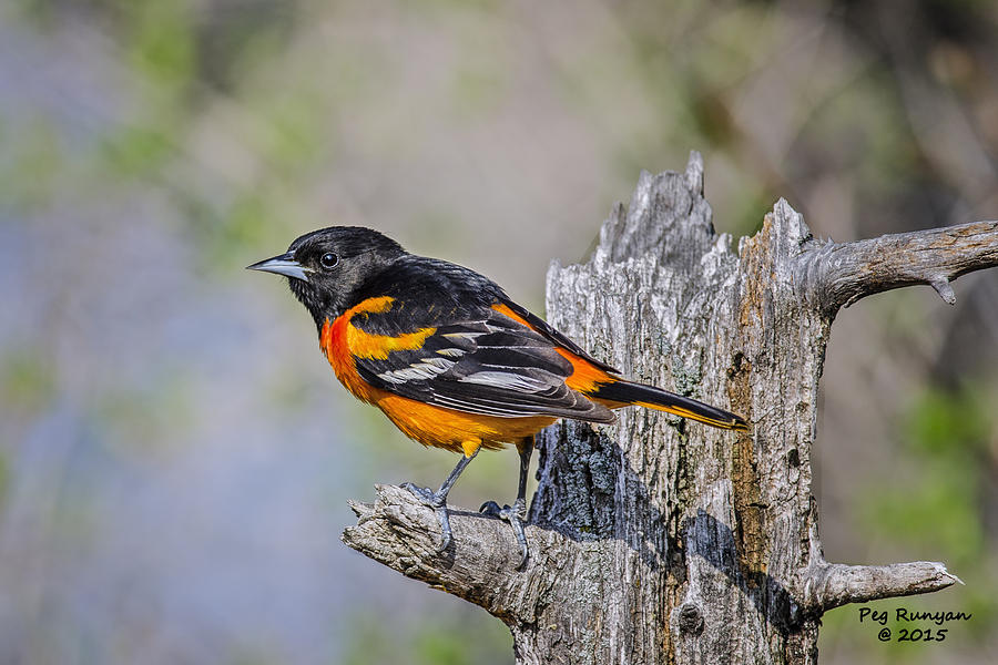 Baltimore Oriole on Snag Photograph by Peg Runyan