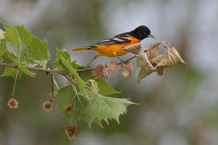 Oriole Photograph - Baltimore Oriole Out on a Limb by Alan Lenk