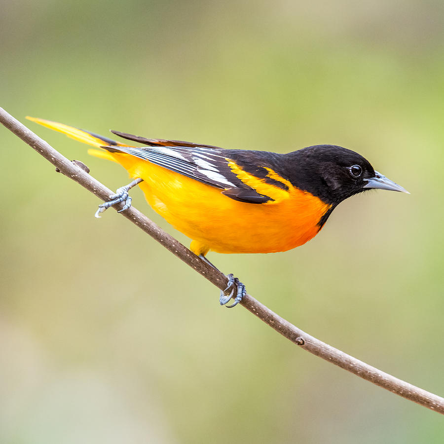 Baltimore Oriole Photograph by Paul Freidlund