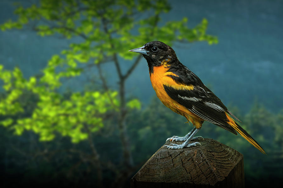 Baltimore Oriole perched on a Fence Post Photograph by Randall Nyhof