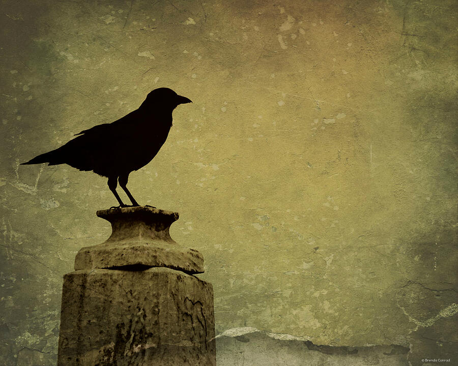 Baltimore Raven Photograph by Dark Whimsy