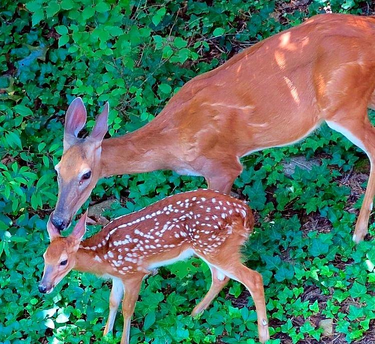 Bambi and Mom Photograph by Betty Buller Whitehead