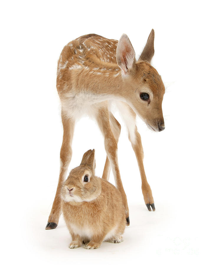 Bambi and Thumper Photograph by Warren Photographic