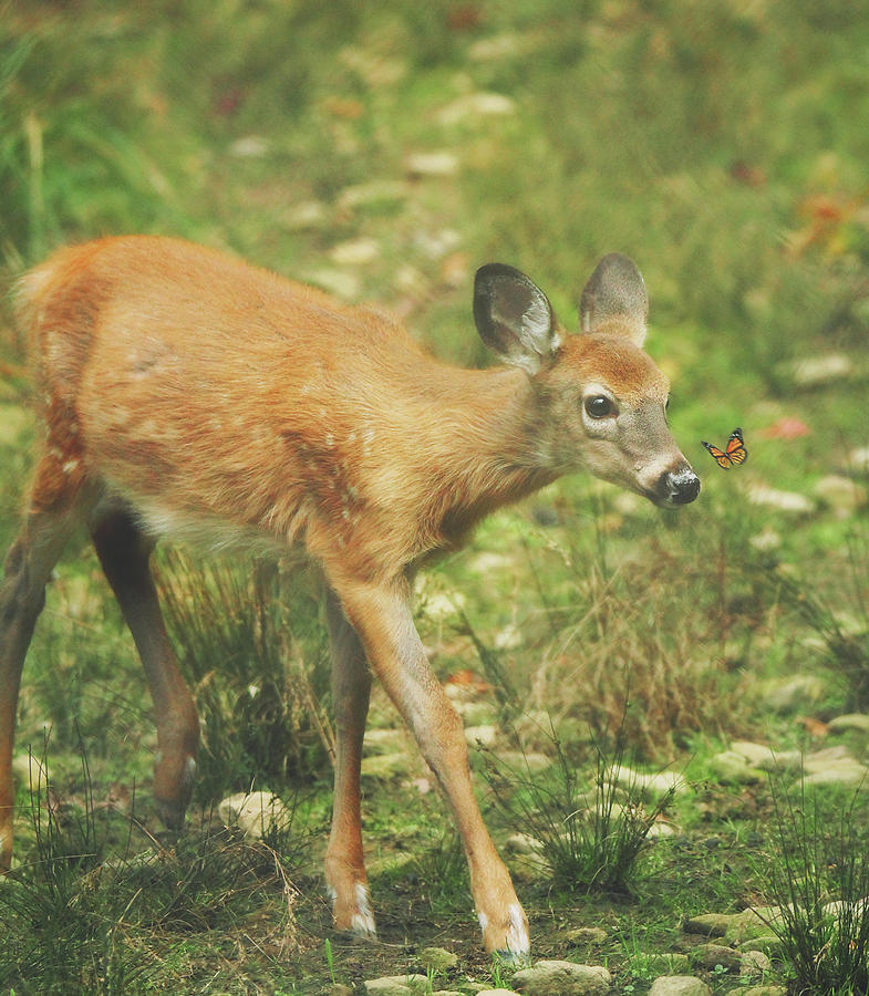 Bambi Photograph by Carrie Ann Grippo-Pike