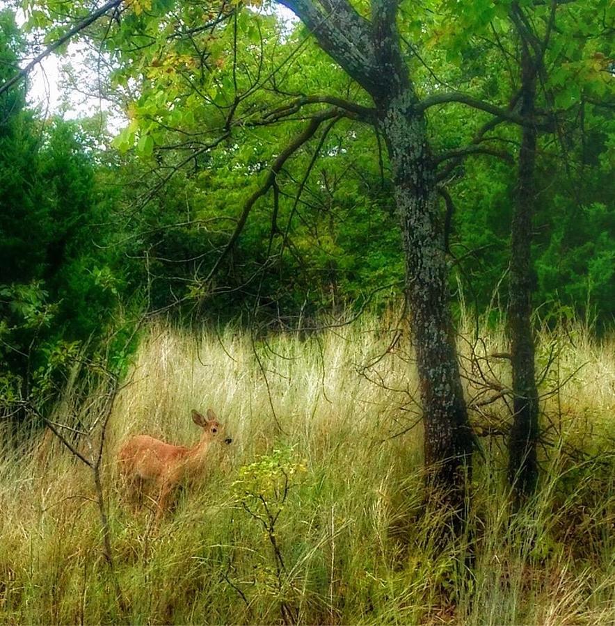 Bambi Photograph by Doris Aguirre