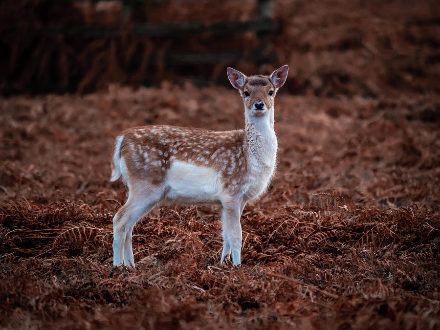 Bambi in the Bracken Photograph by Nick Bywater