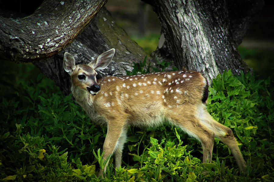 Bambi Photograph by Dr Janine Williams