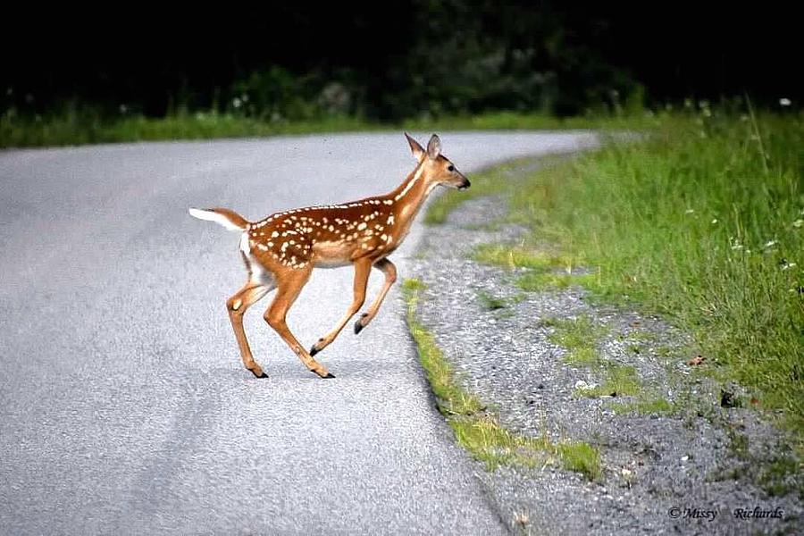 Bambi Photograph By Missy Richards Fine Art America