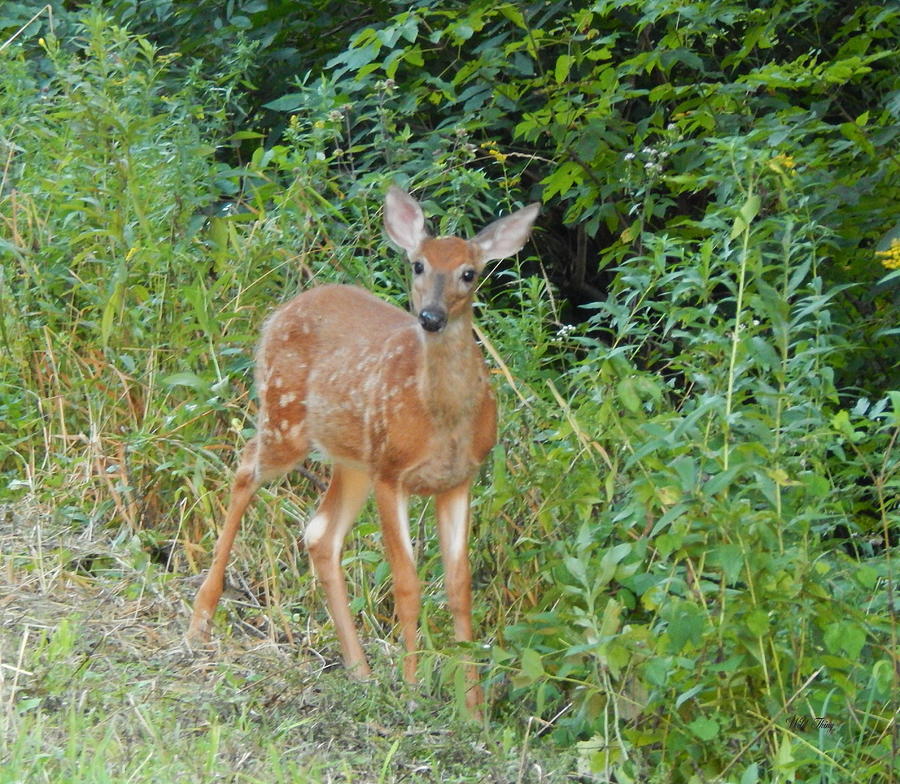 Summer Photograph - Bambi Pauses by Wild Thing