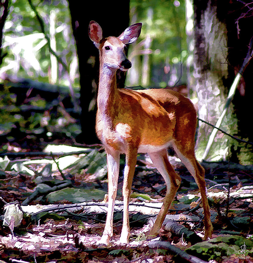 Bambi Photograph by Pennie McCracken