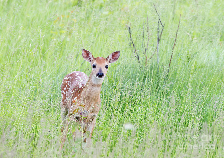 Bambi Photograph by Shannon Carson