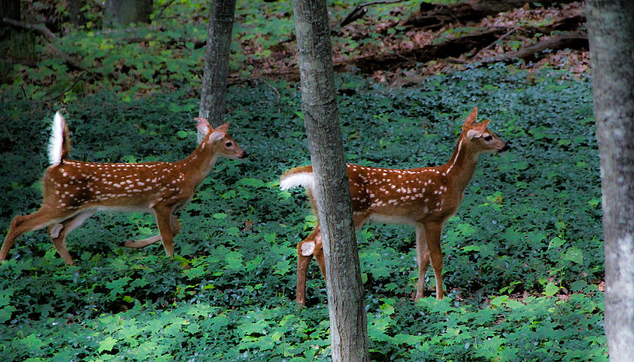 Bambi Twins Photograph By Donna Fonseca Newton