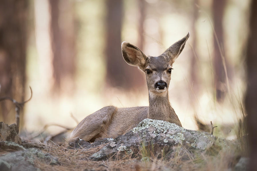 Bambi Watch  Photograph by Saija Lehtonen