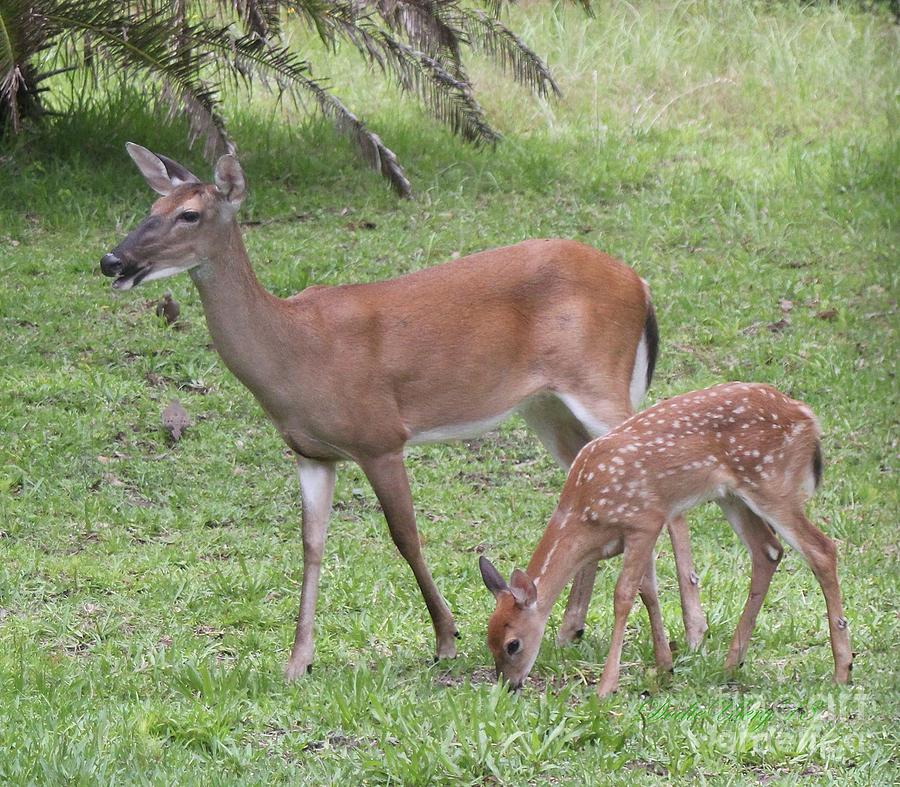 Bambi With Mom Photograph by Dodie Ulery